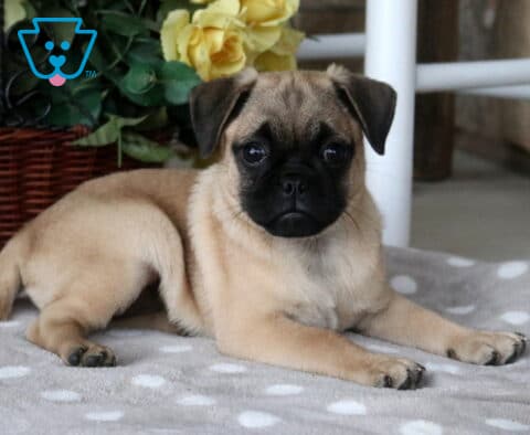 Adorable fawn Jug puppy with a charming black face lying on a cozy gray polka-dot blanket, looking directly at the camera with bright, curious eyes as yellow roses decorate the background.