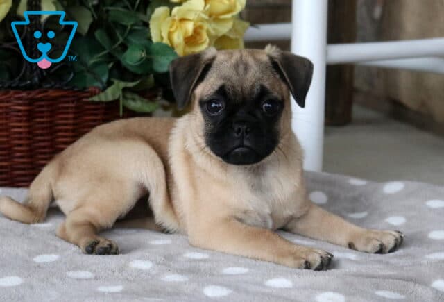 Adorable fawn Jug puppy with a charming black face lying on a cozy gray polka-dot blanket, looking directly at the camera with bright, curious eyes as yellow roses decorate the background. image