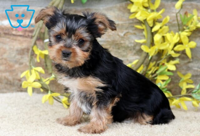 Adorable black and tan Yorkie puppy sitting on a soft cream blanket, featuring a silky coat, perky ears, and bright eyes, with cheerful yellow flowers and a rustic stone backdrop. image