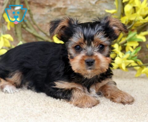 Sweet Yorkshire Terrier puppy relaxing on a plush cream blanket, showcasing a glossy black and tan coat, alert expression, and tiny paws, framed by vibrant yellow blossoms and a natural stone background.