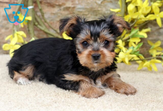 Sweet Yorkshire Terrier puppy relaxing on a plush cream blanket, showcasing a glossy black and tan coat, alert expression, and tiny paws, framed by vibrant yellow blossoms and a natural stone background. image