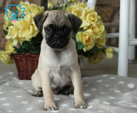 Charming fawn Jug puppy with a classic black muzzle sitting proudly on a soft gray polka-dot blanket, with a basket of cheerful yellow roses creating a warm, inviting backdrop.