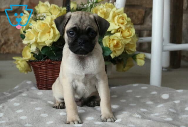 Charming fawn Jug puppy with a classic black muzzle sitting proudly on a soft gray polka-dot blanket, with a basket of cheerful yellow roses creating a warm, inviting backdrop. image