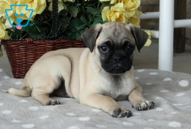 Cute fawn Jug puppy with a velvety black face lying comfortably on a plush gray polka-dot blanket, gazing attentively beside a rustic basket overflowing with bright yellow roses. image
