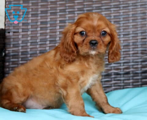 Paws Cavalier