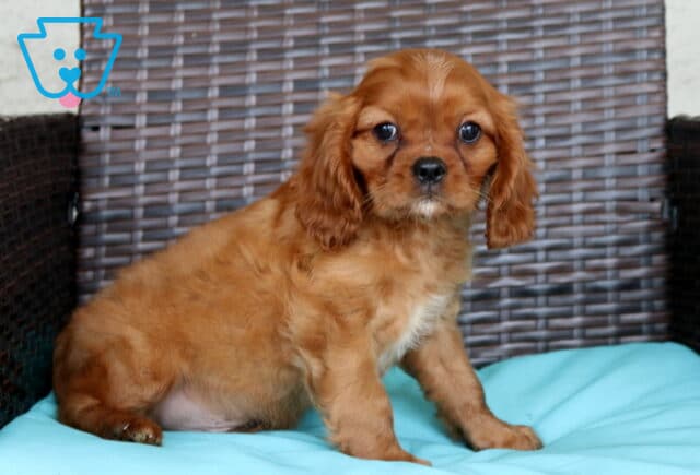 Paws Cavalier image