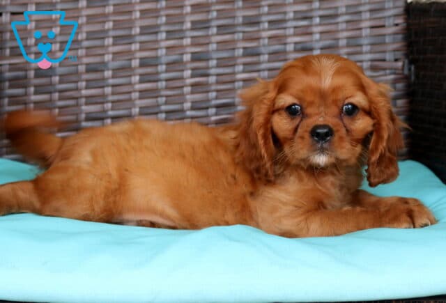 Paws Cavalier2 image