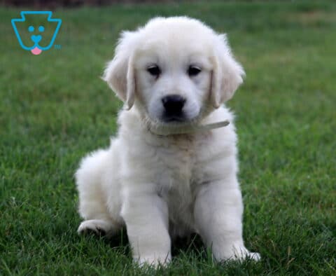 Pax Eng Cream Golden