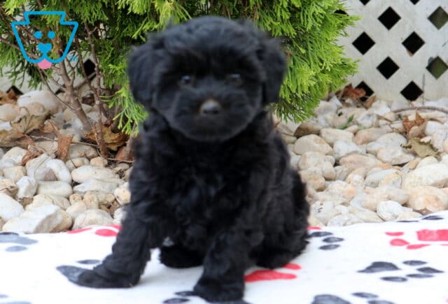 Solid black Havapoo puppy sitting on a paw-print blanket with a soft fluffy coat, button nose, and sweet round face, photographed in front of evergreen shrubs, decorative stones, and a white lattice backdrop. image