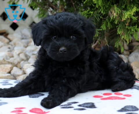 Black Havapoo puppy relaxing on a paw-print blanket with a silky wavy coat, bright dark eyes, and an adorable teddy bear face, surrounded by evergreen shrubs, decorative stones, and a white lattice garden backdrop.