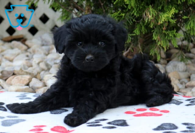 Black Havapoo puppy relaxing on a paw-print blanket with a silky wavy coat, bright dark eyes, and an adorable teddy bear face, surrounded by evergreen shrubs, decorative stones, and a white lattice garden backdrop. image