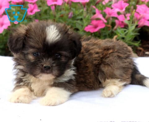 Tiny brindle and white Shih Tzu puppy relaxing on a soft white blanket, featuring a fluffy coat, white forehead blaze, and bright pink flowers blooming in the background.