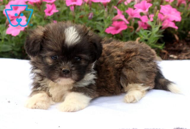 Tiny brindle and white Shih Tzu puppy relaxing on a soft white blanket, featuring a fluffy coat, white forehead blaze, and bright pink flowers blooming in the background. image