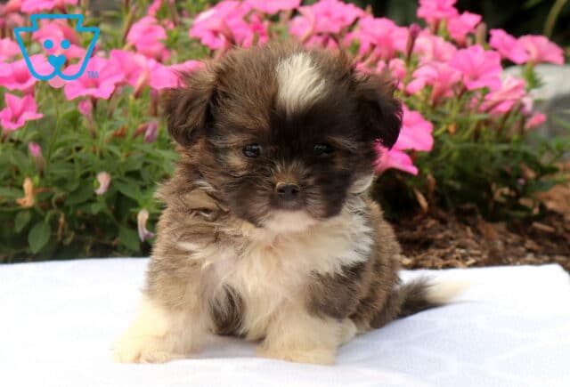 Adorable brindle and white Shih Tzu puppy sitting on a soft white blanket with a fluffy coat and white forehead marking, surrounded by vibrant pink flowers in a colorful garden. image