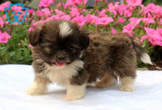 Fluffy brindle and white Shih Tzu puppy standing on a white blanket with its tiny pink tongue peeking out, featuring a bright white blaze on its forehead and vibrant pink flowers blooming in the background. image
