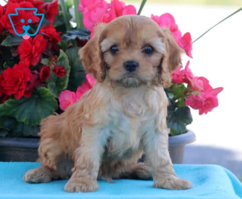 Peanut Cavapoo