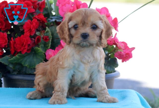 Peanut Cavapoo image