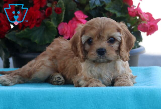 Peanut Cavapoo2 image