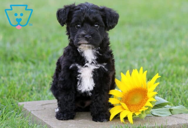 Adorable black Yorkiepoo puppy with a fluffy white chest sitting on a stone paver beside a bright sunflower, looking attentively at the camera in a lush green outdoor setting. image