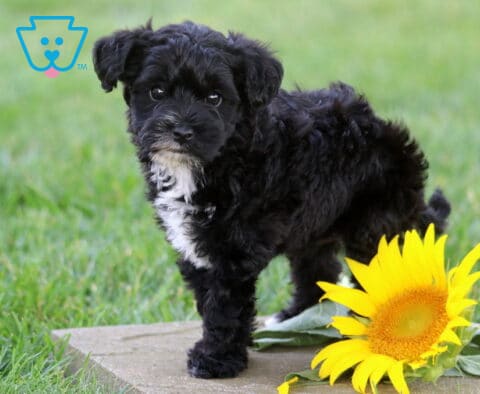 Sweet black Yorkiepoo puppy with a soft white chest standing on a stone paver beside a bright yellow sunflower, gazing curiously toward the camera in a lush green outdoor setting.
