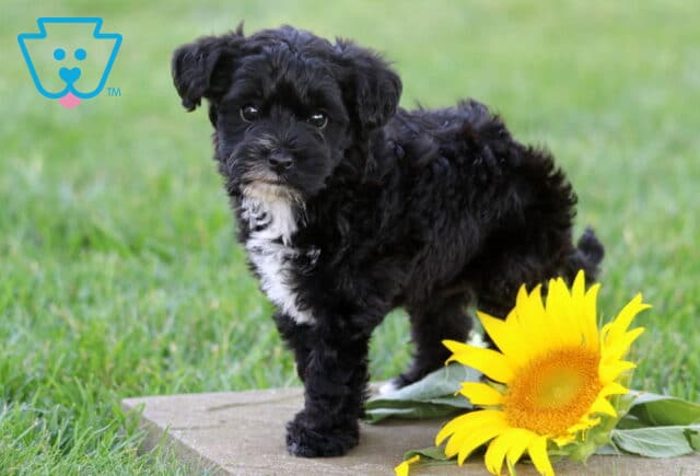 Sweet black Yorkiepoo puppy with a soft white chest standing on a stone paver beside a bright yellow sunflower, gazing curiously toward the camera in a lush green outdoor setting. image