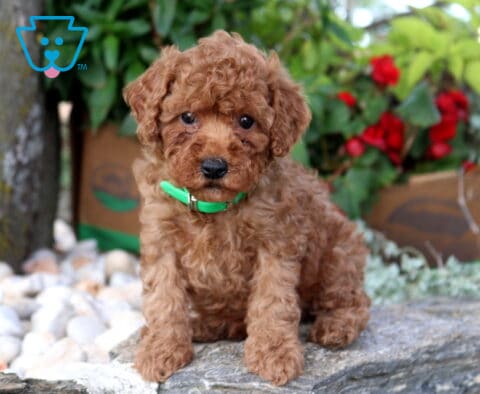 Pearl Mini Poodle