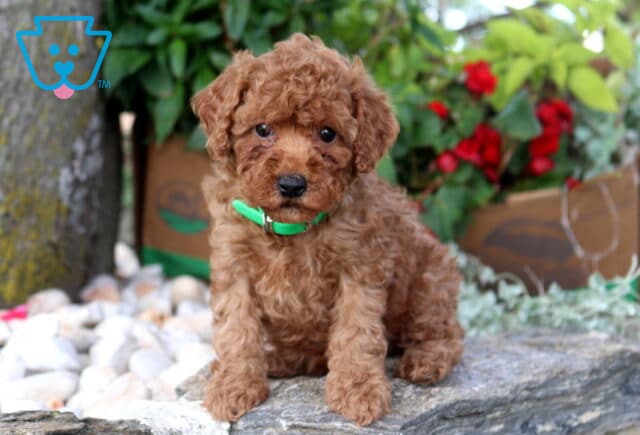 Pearl Mini Poodle image