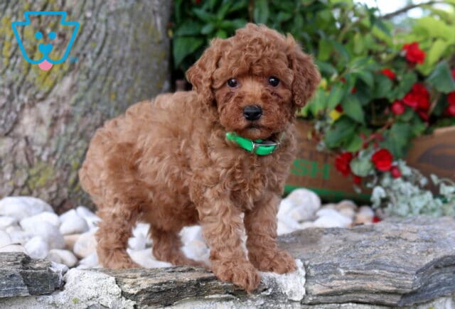 Pearl Mini Poodle2 image
