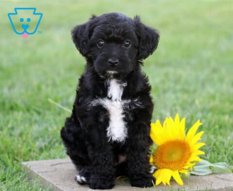 Adorable black Yorkiepoo puppy with a fluffy white chest sitting beside a bright yellow sunflower, looking directly at the camera in a vibrant green outdoor setting.