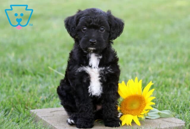 Adorable black Yorkiepoo puppy with a fluffy white chest sitting beside a bright yellow sunflower, looking directly at the camera in a vibrant green outdoor setting. image