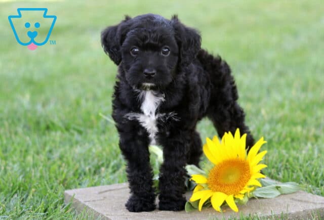Playful black Yorkiepoo puppy with a fluffy white chest standing on a stone paver beside a bright yellow sunflower, gazing curiously toward the camera in a lush grassy setting. image
