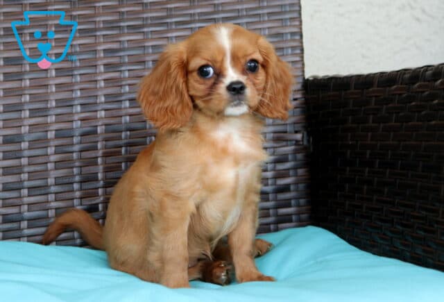 Penelope Cavalier image