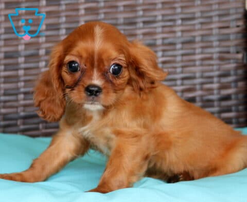 Penny Cavalier