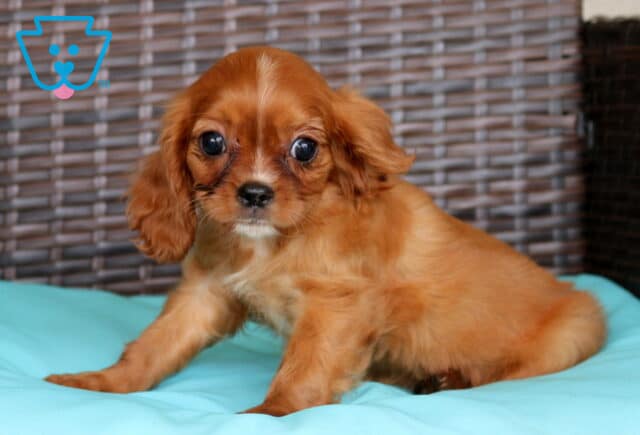 Penny Cavalier image