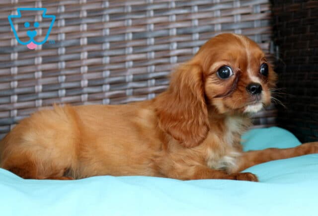 Penny Cavalier2 image