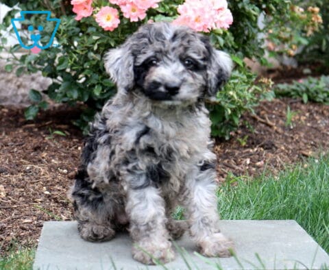 Penny Mini Goldendoodle