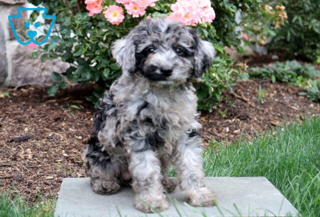 Penny Mini Goldendoodle image