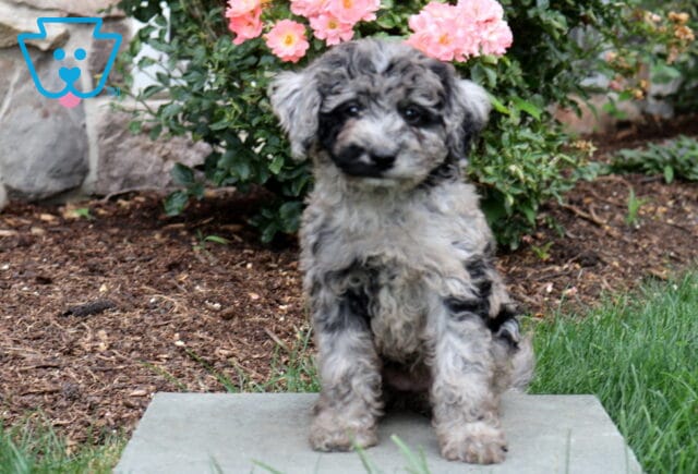 Penny Mini Goldendoodle2 image
