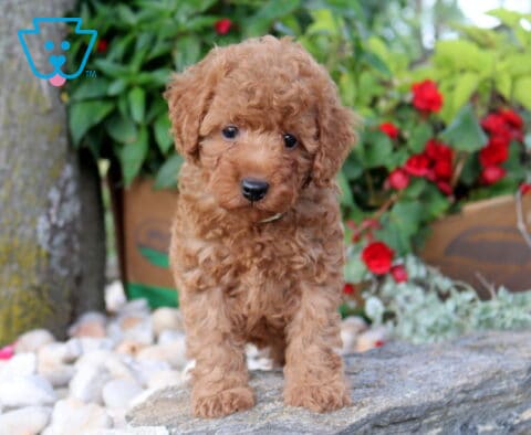 Penny Mini Poodle