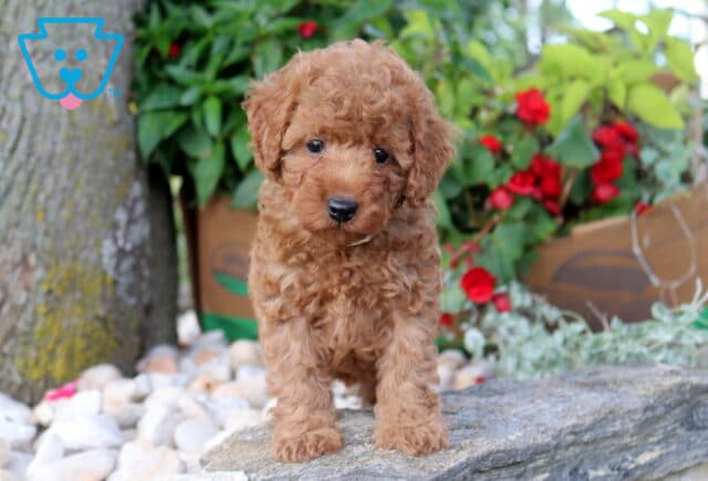 Penny Mini Poodle image
