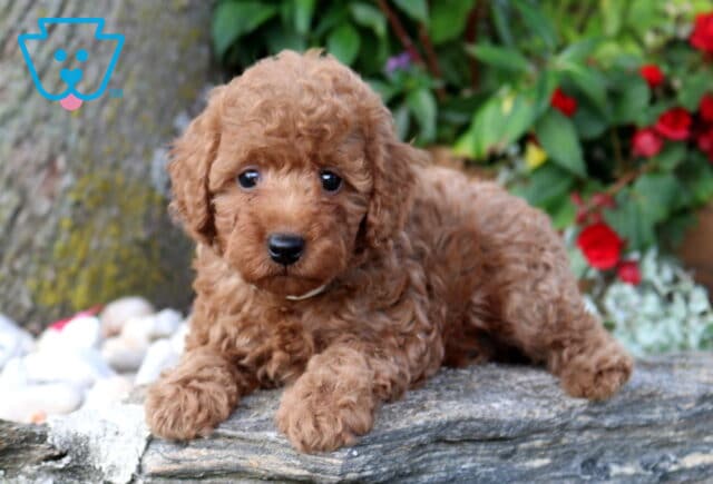 Penny Mini Poodle2 image