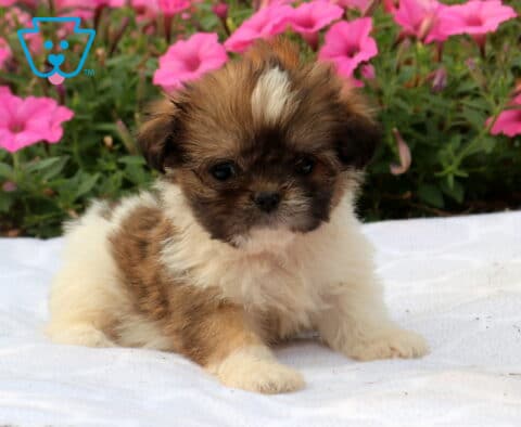 Fluffy brown and white Shih Tzu puppy sitting on a white blanket with an adorable dark face and white blaze, surrounded by bright pink flowers in a blooming garden.