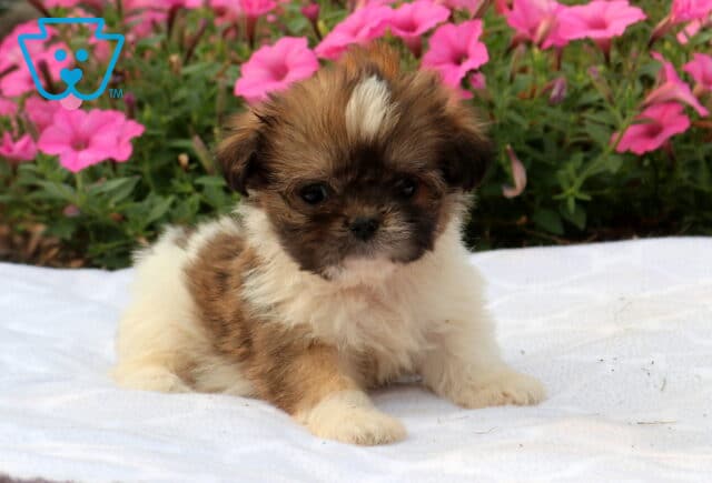 Fluffy brown and white Shih Tzu puppy sitting on a white blanket with an adorable dark face and white blaze, surrounded by bright pink flowers in a blooming garden. image