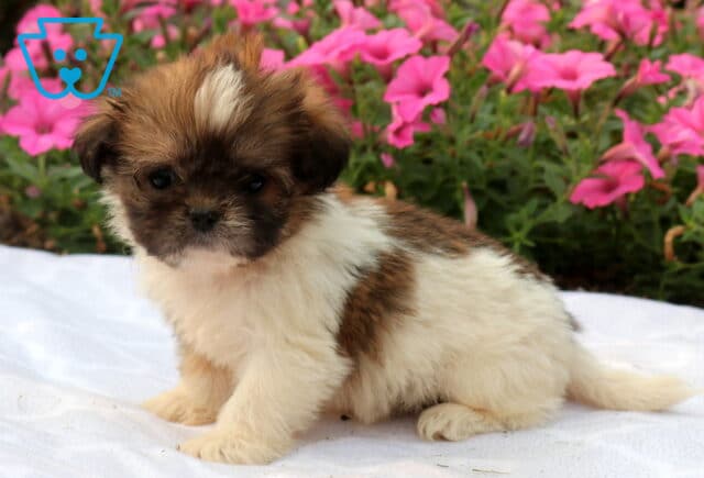 Charming white and brown Shih Tzu puppy with a dark face and fluffy coat sitting on a white blanket, framed by vibrant pink petunias in a sunny garden. image