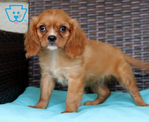 Perry Cavalier