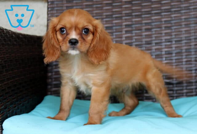 Perry Cavalier image