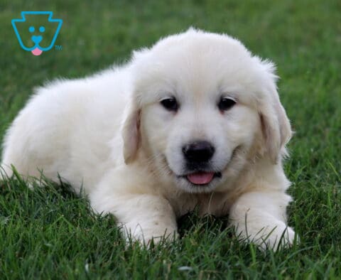 Petey Eng Cream Golden