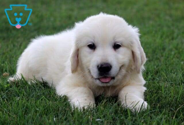 Petey Eng Cream Golden image