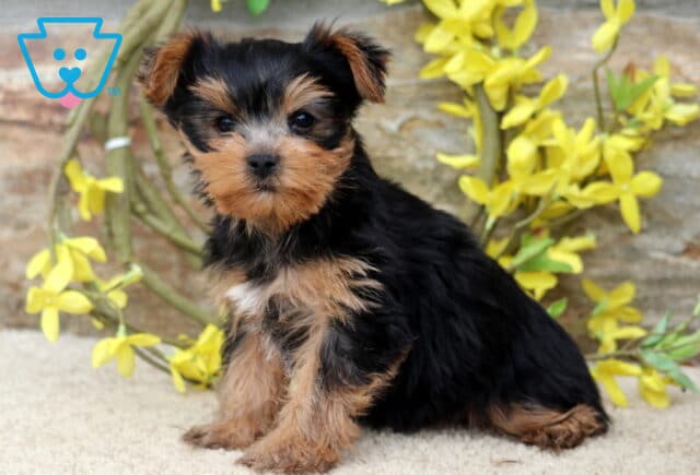 Tiny Yorkie puppy with a silky black and tan coat sitting on a soft cream rug, looking curiously at the camera with bright eyes, surrounded by cheerful yellow flowers against a rustic stone wall. image