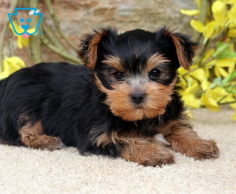 Precious Yorkshire Terrier puppy resting on a plush cream blanket, featuring a soft black and tan coat, tiny folded ears, and a sweet face, with bright yellow flowers and a textured stone wall in the background.